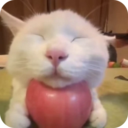 🌟 Стикер «Кот» для Telegram
