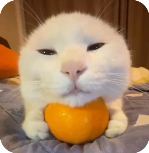 🌟 Стикер «Кот» для Telegram