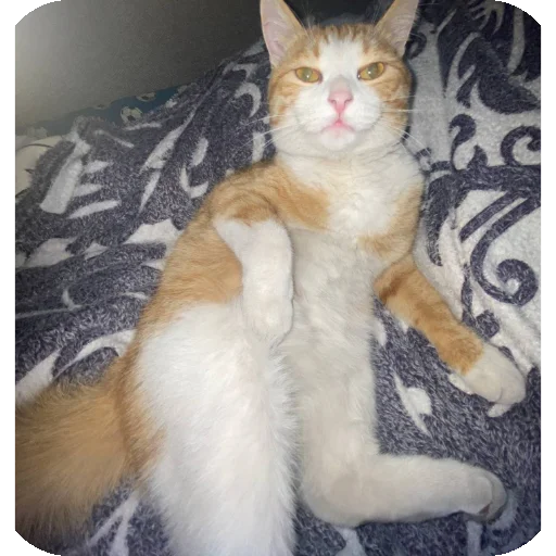 🐱 Стикер «Kоshka Lisa» для Telegram