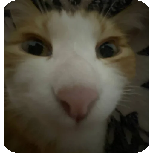 🐱 Стикер «Kоshka Lisa» для Telegram