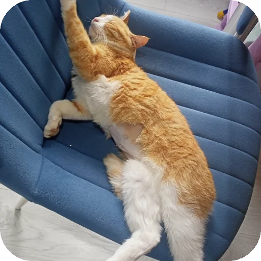 🐱 Стикер «Kоshka Lisa» для Telegram