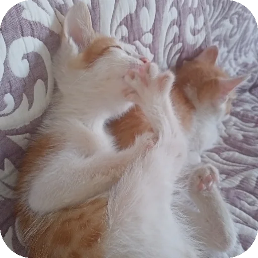 🐱 Стикер «Kоshka Lisa» для Telegram