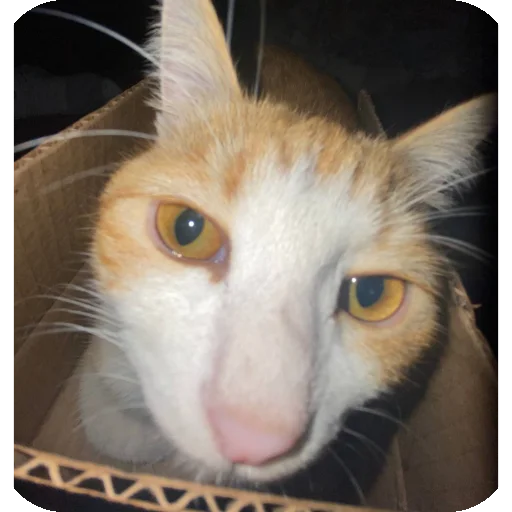 🐱 Стикер «Kоshka Lisa» для Telegram
