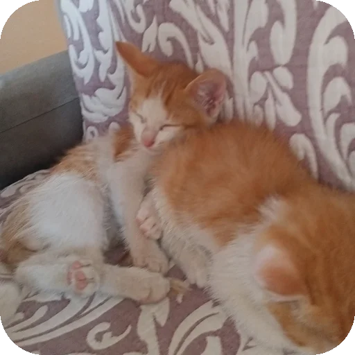 🐱 Стикер «Kоshka Lisa» для Telegram