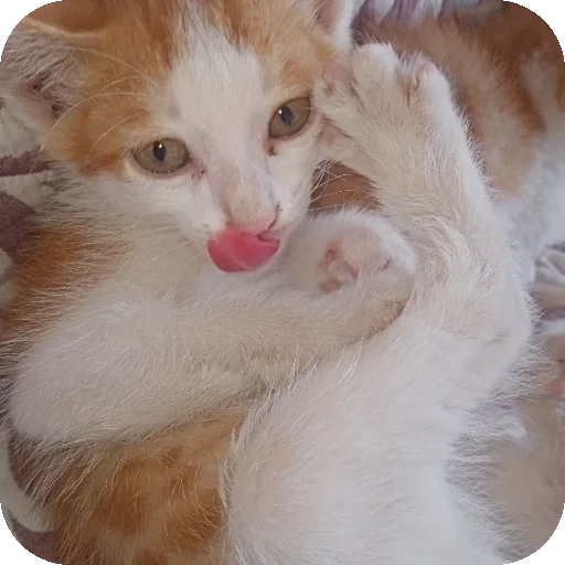 🐱 Стикер «Kоshka Lisa» для Telegram