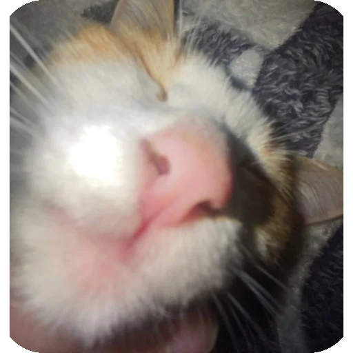 🐱 Стикер «Kоshka Lisa» для Telegram