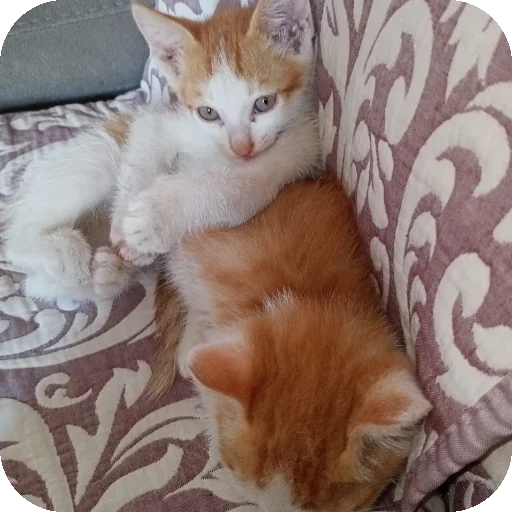 🐱 Стикер «Kоshka Lisa» для Telegram