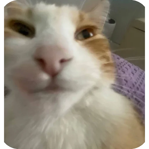 🐱 Стикер «Kоshka Lisa» для Telegram