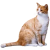 Стикер 52 Кошки