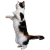 Стикер 19 Кошки