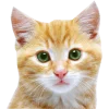 Стикер 29 Кошки