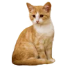 Стикер 4 Кошки