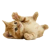 Стикер 35 Кошки