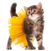 Стикер 8 Кошки
