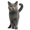 Стикер 51 Кошки