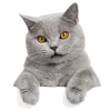 Стикер 14 Кошки