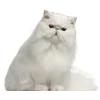 Стикер 36 Кошки