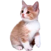 Стикер 11 Кошки