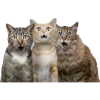 Стикер 21 Кошки
