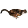 Стикер 5 Кошки