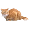 Стикер 17 Кошки