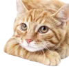 Стикер 26 Кошки