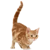 Стикер 54 Кошки