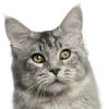 Стикер 13 Кошки
