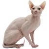 Стикер 30 Кошки