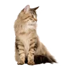 Стикер 16 Кошки
