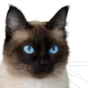 Кошки