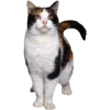 Стикер 18 Кошки