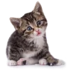 Стикер 10 Кошки