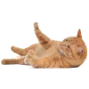 Стикер 33 Кошки
