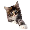 Стикер 41 Кошки