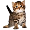 Стикер 34 Кошки