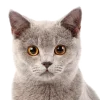 Стикер 38 Кошки