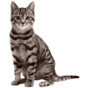 Стикер 53 Кошки