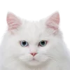 Стикер 2 Кошки