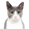 Стикер 49 Кошки