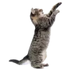 Стикер 20 Кошки