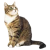 Стикер 9 Кошки