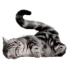 Стикер 31 Кошки