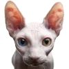 Стикер 46 Кошки