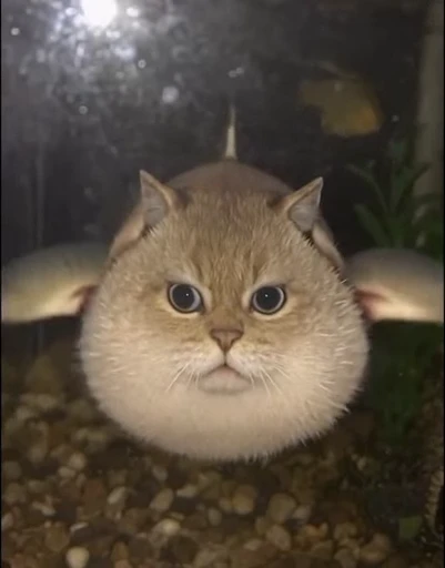 🤩 Стикер «Которыбы» для Telegram
