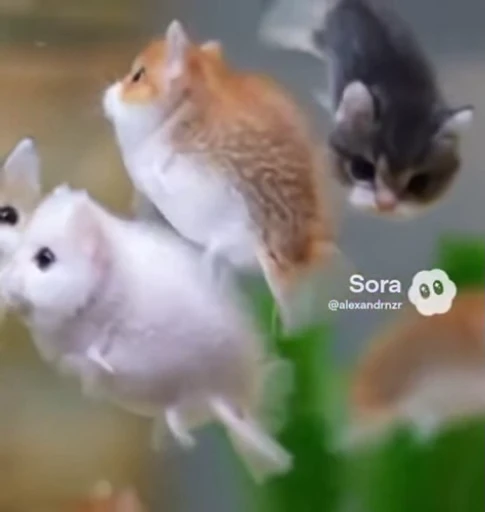 🤩 Стикер «Которыбы» для Telegram