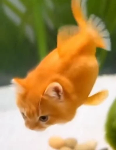 🤩 Стикер «Которыбы» для Telegram