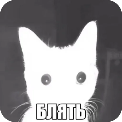🫥 Стикер «Злые котики» для Telegram