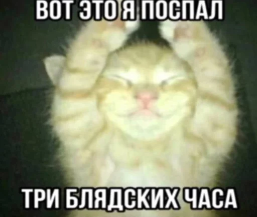 🤬 Стикер «Злые котики» для Telegram