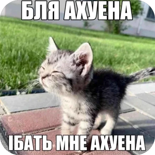 🫥 Стикер «Злые котики» для Telegram